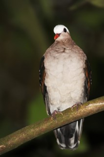 Grey-capped glossy pigeon or common emerald dove (Chalcophaps indica), captive, occurring in Asia