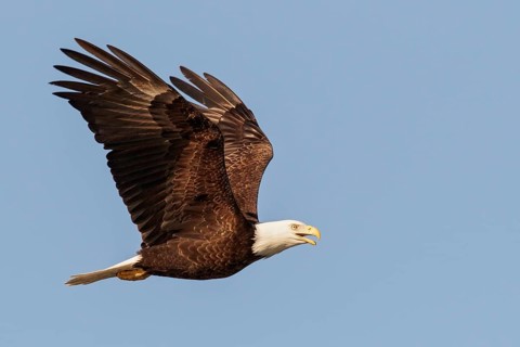 Bald Eagle (Haliaeetus leucocephalus) flying in Seward, Alaska