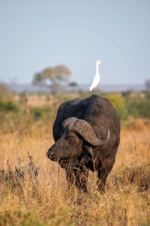 Cattle egret (Bubulcus ibis) sitting on the back of a Cape buffalo (Syncerus caffer caffer), bull