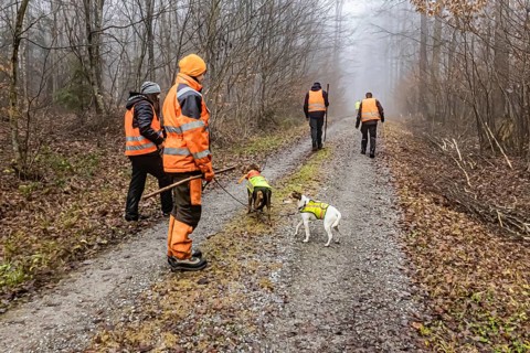 Driven hunting in Schönbuch. In autumn, hunters go hunting for wild boar and deer. Drivers in