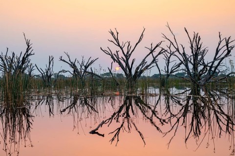 Dead trees are reflected in the river at sunset, Thamalakane River, Okavango Delta, Botswana