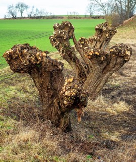 Row of recently pruned willow trees in Löderup, Ystad Municipality, Skåne County, Scandinavia