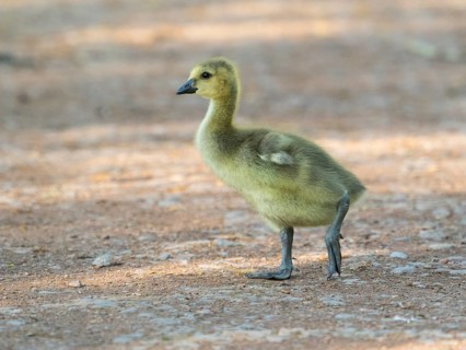 Canada goose (Branta canadensis), a gosling walking across a path in a park, Hesse, Germany