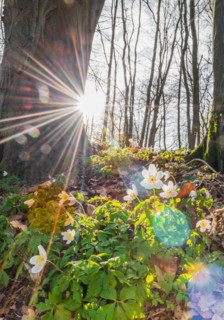 Rays of sunshine fall through the trees, wood anemones (Anemonoides nemorosa) (Syn.: Anemone
