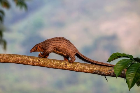 Pangolin climbing a tree, white-bellied pangolin (Phataginus tricuspis, Manis tricuspis), Western