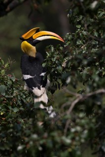 Great Hornbill (Buceros bicornis) male, Manas National Park, Bhutan