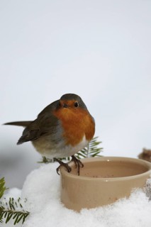 European Robin (Erithacus rubecula), Mecklenburg-Western Pomerania, Germany