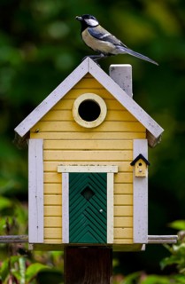 Great tit (Parus major) with food, food for young birds sitting on yellow bird house, bird house,