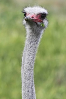 Common Ostrich (Struthio camelus), Western Cape, South Africa