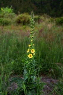 A tall plant with yellow flowers in the centre of a green meadow, orange mullein (Verbascum