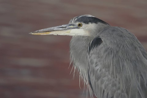 Great Blue Heron (Ardea herodias), Arizona, USA