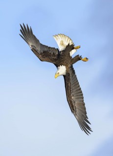 Bald Eagle (Haliaeetus leucocephalus) flying, Alaska, USA