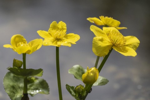 Marsh marigold (Caltha palustris), Emsland, Lower Saxony, Germany