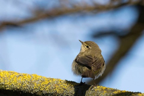 A chiffchaff (Phylloscopus collybita) sitting on a moss-covered branch with a blue sky in the