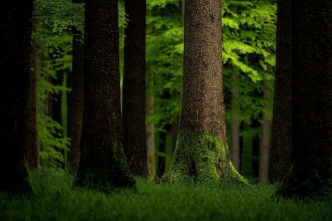 Moss-covered spruce (Picea) in forest meadow, Eppishausen, Unterallgäu, Bavaria, Germany