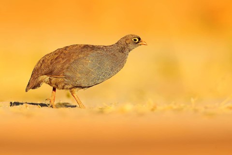 Red-billed Francolin Spurfowl, Francolinus adspersus, bird in the nature habitat, Chobe National