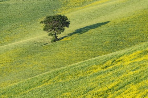 Mulberry tree (Morus) in a field with flowering yellow broom (Genista tinctoria), Tuscany, Italy