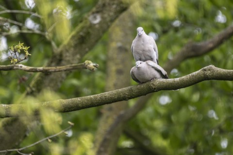 Eurasian collared doves (Streptopelia decaocto), mating, Emsland, Lower Saxony, Germany