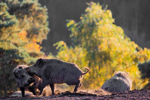 Two wild boars or wild pigs (Sus scrofa) fight in a clearing on hilly terrain. In the background