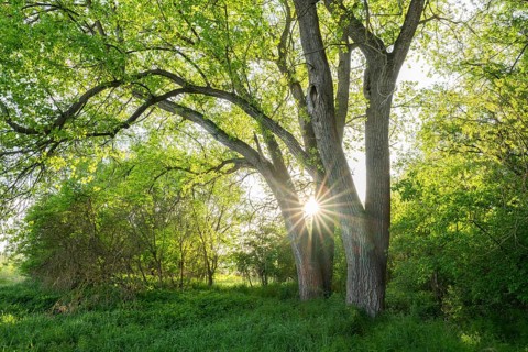 Poplars (Populus) backlit with sun star, Thuringia, Germany