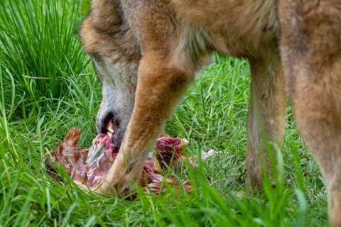 Eurasian wolf (Canis lupus lupus) close-up of grey wolf eating killed bird prey in grassland,