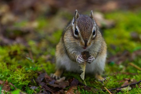 Siberian chipmunk (Eutamias sibiricus) in a forest in Tilburg Noord Brabant in the Netherlands