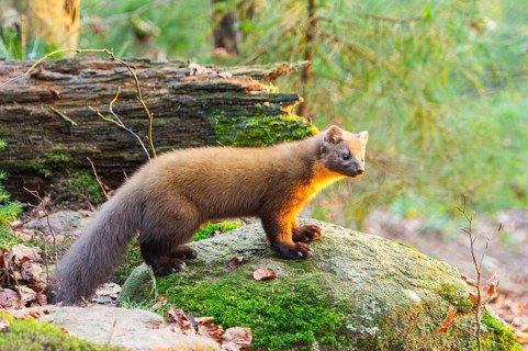 European pine marten (Martes martes) in a forest in autumn, Bavaria, Germany