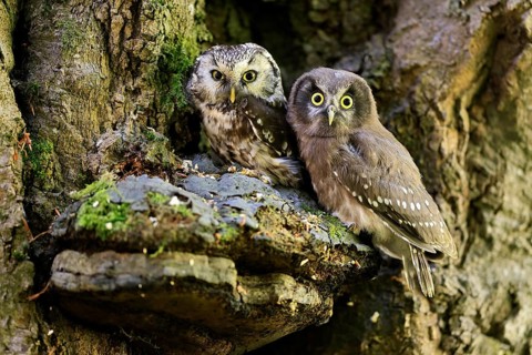 Great Horned Owl (Aegolius funereus), Great Horned Owl, adult, juvenile, on tree, on guard,