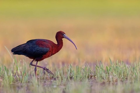 Glossy ibis (Plegadis falcinellus), Floating Hide fixed, Everglades NP, Florida, USA