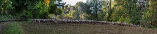 A herd of Merinoland sheep in a pasture fence in a valley in Franconian Switzerland, Thuisbrunn,