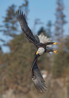 Bald Eagle (Haliaeetus leucocephalus) hunting, Alaska, USA