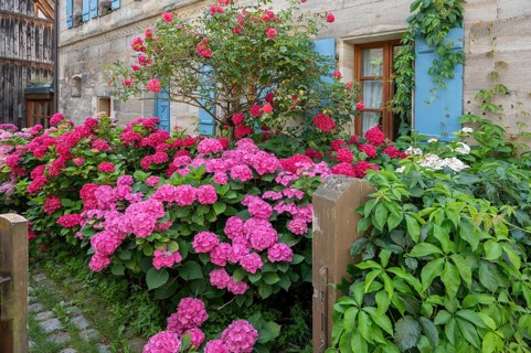 Hydrangea in bloom in the front garden of an old Franconian farmhouse, Ödenberg, Middle Franconia,