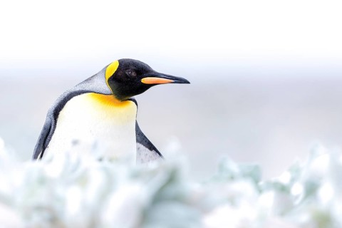 King Penguin (Aptenodytes patagonicus), Falkland Islands