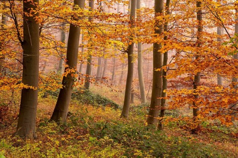 Autumnal forest scene in a foggy beech forest with bright orange foliage, Bad Pyrmont, Lower