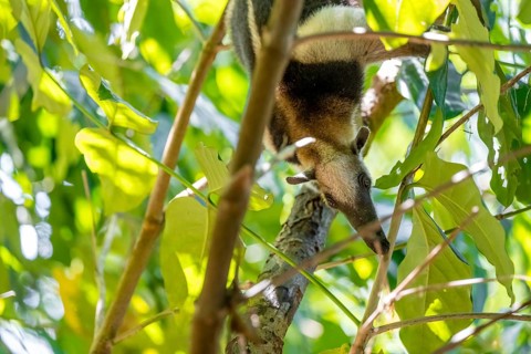 Northern tamandua (Tamandua mexicana), anteater foraging on a branch, in the rainforest, Corcovado