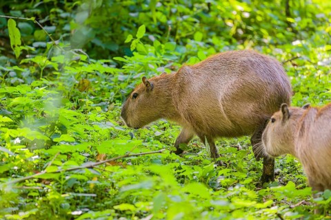 A (greater) capybara (Hydrochoerus hydrochaeris) searches for food in the dense riparian vegetation