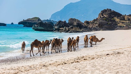 Camels (Camelidae) on the Fazayat beach of Al Hauta, Dhofar Province, Arabian Peninsula, Sultanate