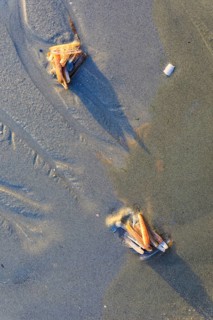 Small heaps of razor clams (Ensis ensis) on the west beach of Norderney, Lower Saxony, Germany