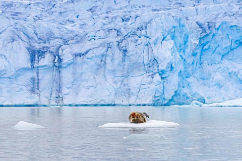 Bearded seal (Erignathus barbatus) resting on ice floe in front of ice wall of glacier along the