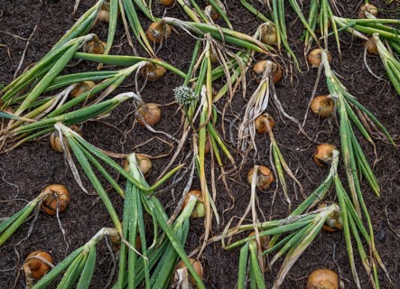 Onions (Allium cepa), onions in a bed, fruit and vegetable garden, Inverewe Gardens, Poolewe, Loch