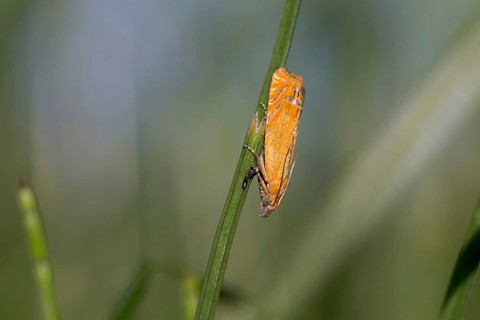 Lathronympha strigana, moth, insect, blade of grass, A moth with light reddish-brown wings