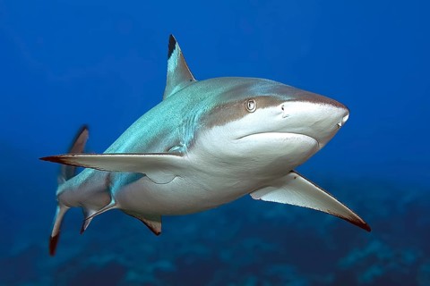 Adult blacktip reef shark (Carcharhinus melanopterus) Blacktip reef shark swimming for prey