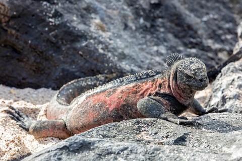 Marine lizard (Amblyrhynchus scalloped ribbonfish), Galapagos, Ecuador