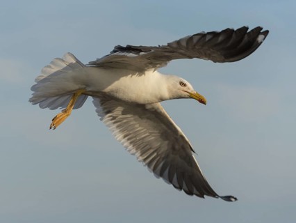 European Herring Gull (Larus argentatus) flying, Schleswig-Holstein, Germany