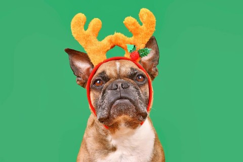 Fawn French Bulldog dog wearing Christmas reindeer antler headband in front of green background