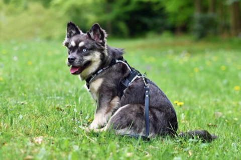 Siberian Husky x Bulldog dog mix with Y-shaped harness on grass
