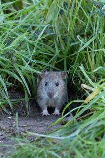 Brown rat (Rattus norvegicus) adult rodent animal emerging from a burrow hole in grassland,