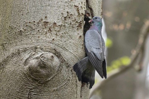Stock Dove (Columba oenas), North Rhine-Westphalia, Germany