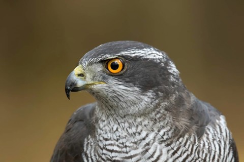 Havik, northern goshawk, Accipiter gentilis