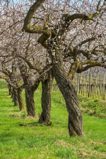 Old apricot trees in bloom, Paudorf, Lower Austria, Austria